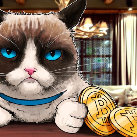 Bitty Kitty: Cat spoils Bitcoin node throughout worth crash with ‘soiled protest’