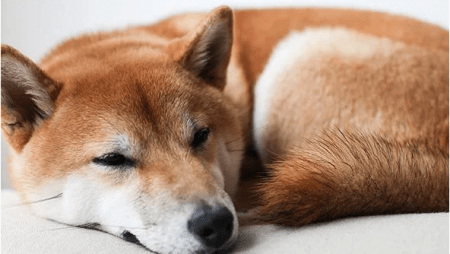 Shiba Inu Shows Stunning Value Motion – Can SHIB Ditch The Flatline?