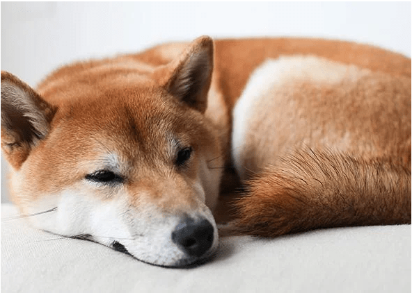 Shiba Inu Shows Stunning Value Motion – Can SHIB Ditch The Flatline?