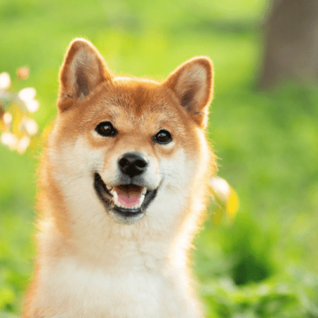 Dogecoin Slowly Retests $0.06 As DOGE Is Seen Shifting Greater Over The Subsequent Days