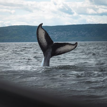 Bitcoin Bullish Sign: Whales With 1k-10k BTC Have Been Accumulating