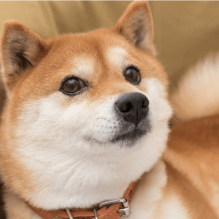 Dogecoin Breaking Previous This Key Barrier Might Spell 10% Spike For DOGE